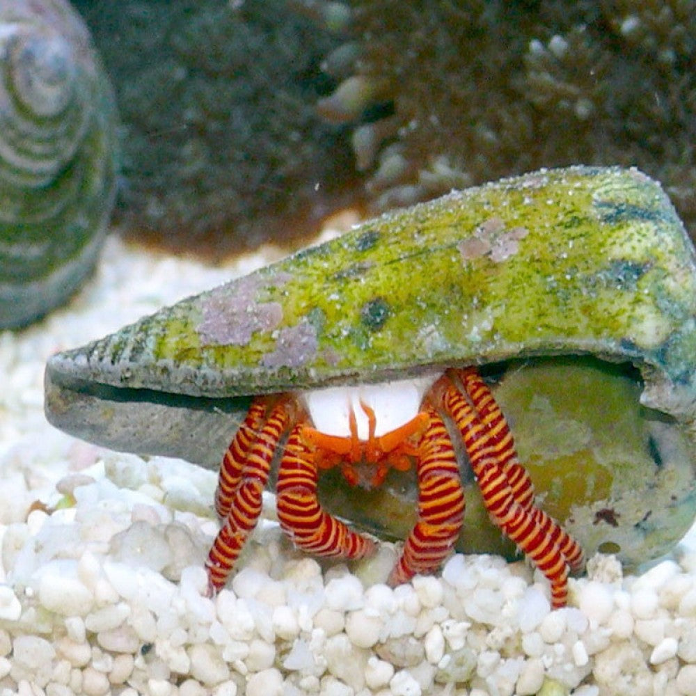 Halloween Hermit Crabs for Sale