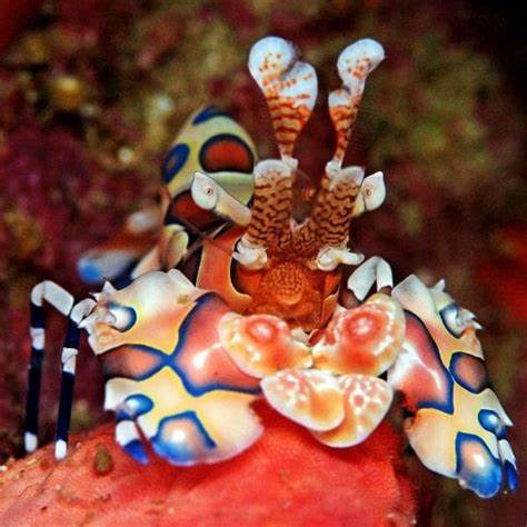 Harlequin Shrimp for Sale