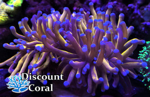 Gold Torch Coral Frags