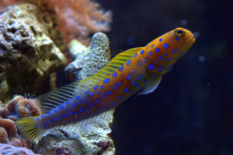 Blue Dot Jawfish for Sale