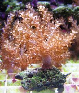 Kenya Tree Coral Frags
