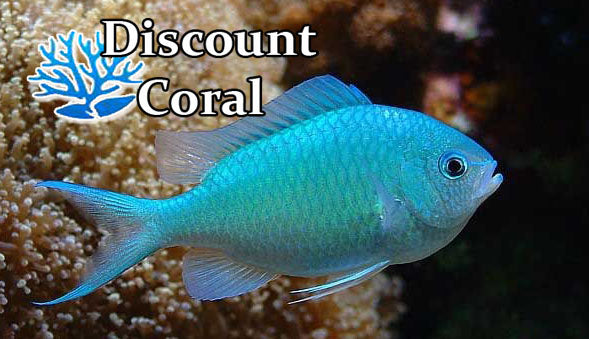 Green Chromis