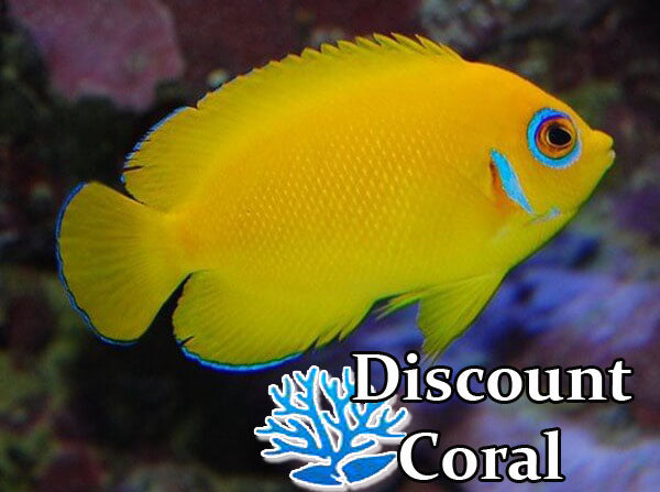 Lemonpeel Angelfish