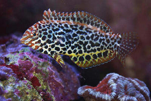 Leopard Wrasse Fish - Female