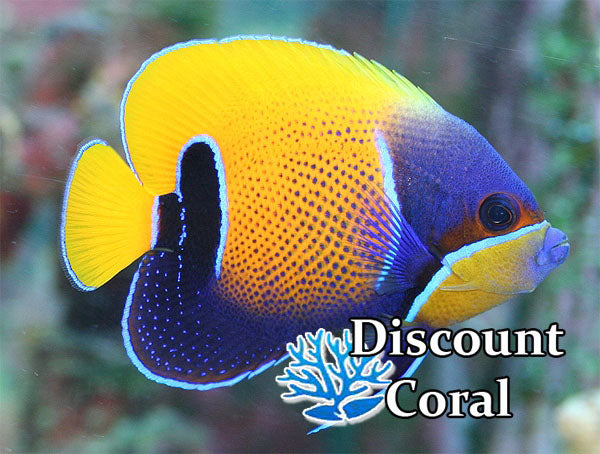 Majestic Angelfish