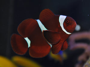 maroon clownfish for Sale