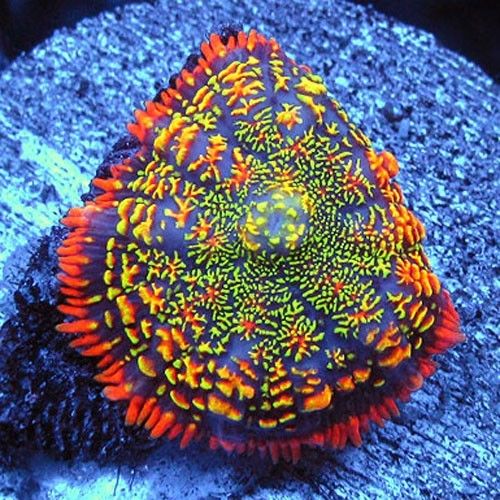Maui Wowi Rhodactis Mushroom for Sale
