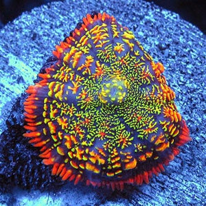 Maui Wowi Rhodactis Mushroom for Sale