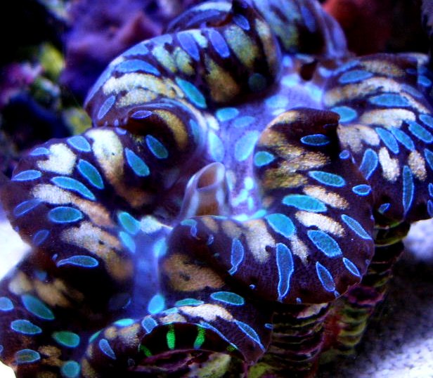Blue and Red Teardrop Clam