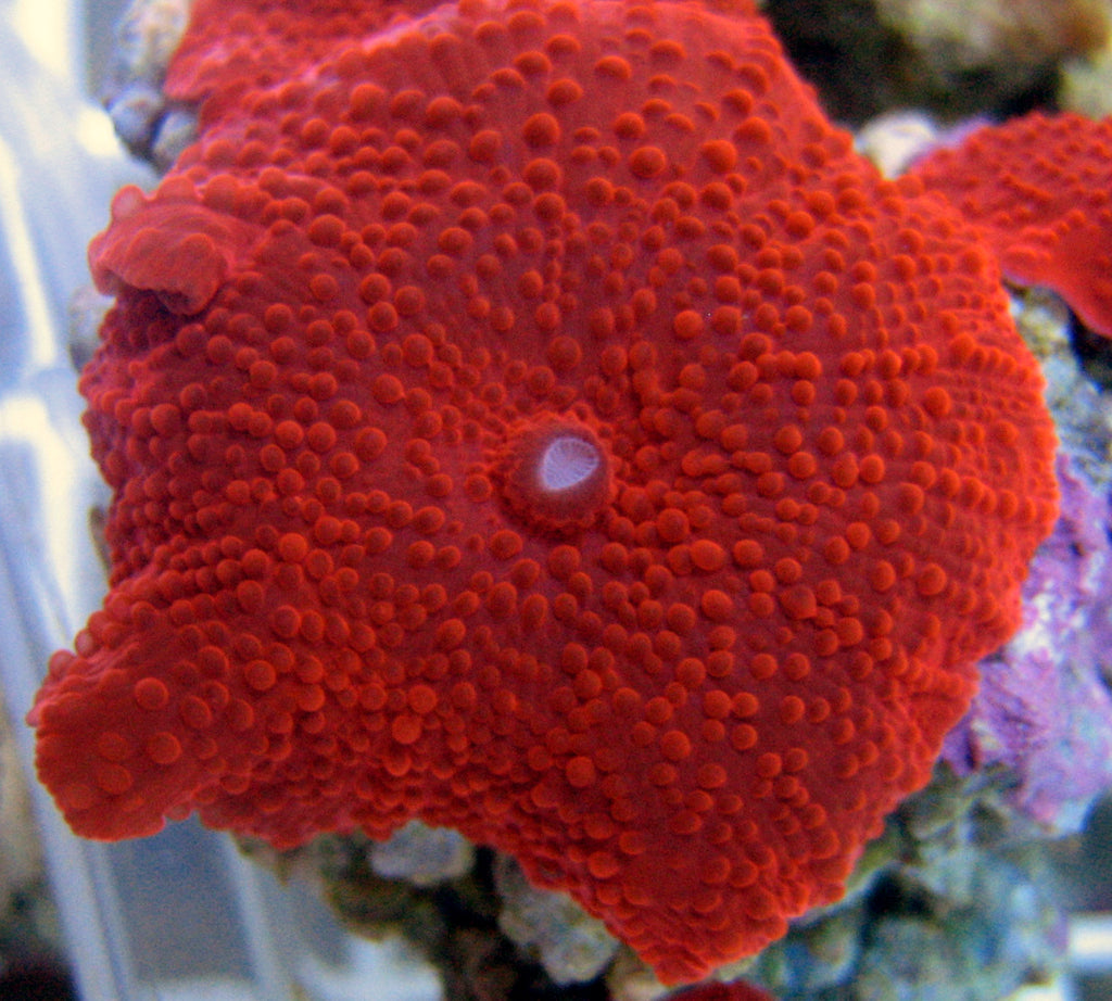 Metallic Red Mushroom