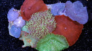 Ricordea Mushroom Coral Frags