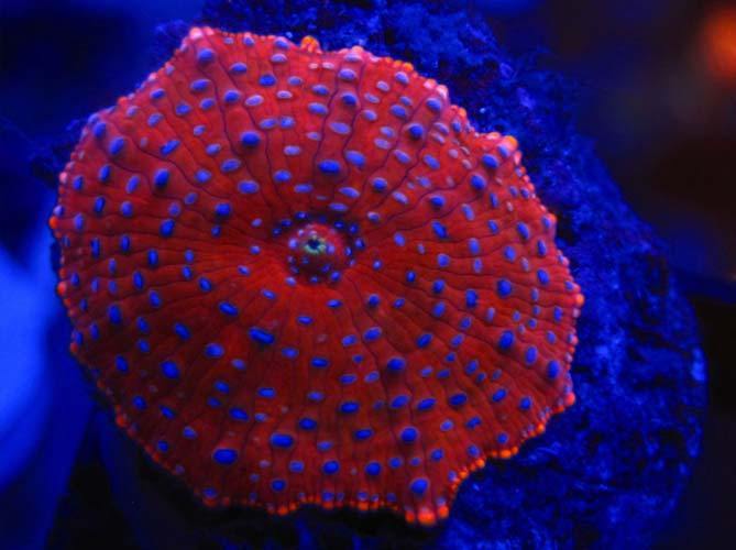 Red Superman Mushroom for Sale
