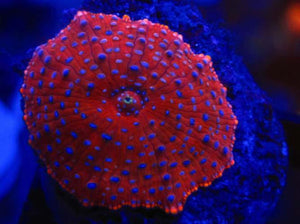 Red Superman Mushroom for Sale