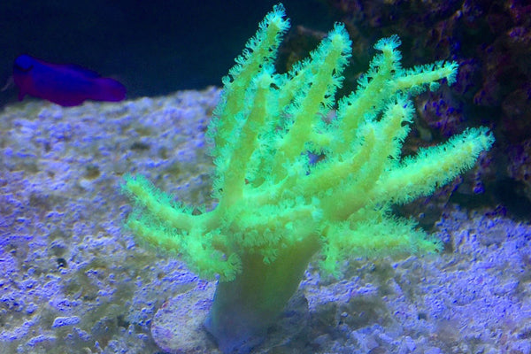 Neon Green Finger Leather Coral for Sale
