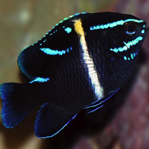 Neon Velvet Damsel Fish for Sale