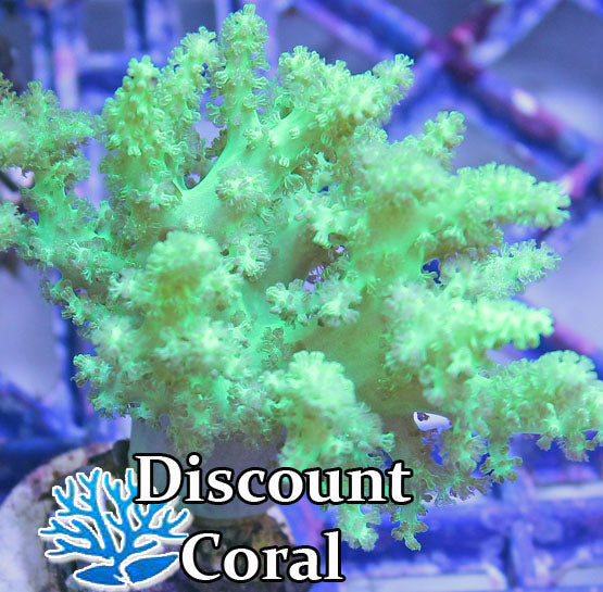 Neon Green Nephthea Tree Coral