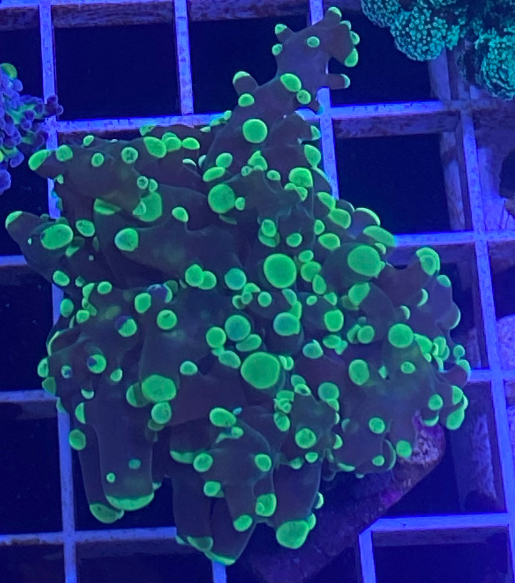 Neon Green Tip Frogspawn