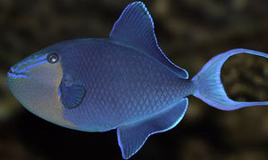 Niger Triggerfish for Sale
