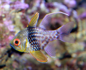 Pajama Cardinal Fish for Sale