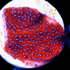 Phoenix Montipora Coral Frag for Sale