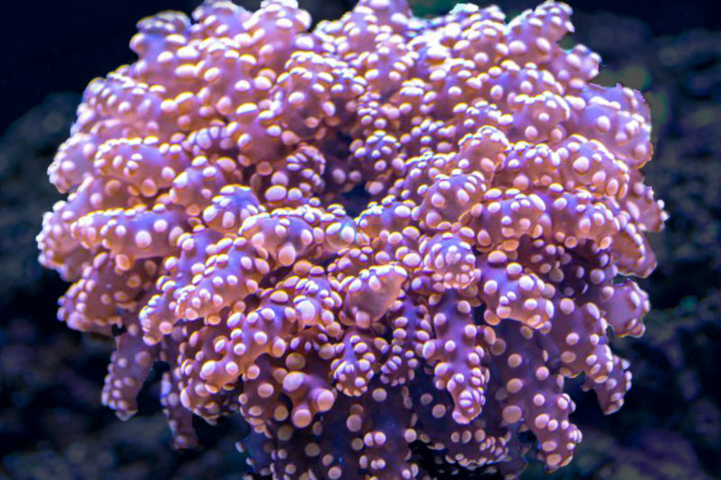 Rare Pink Frogspawn Coral Frag for Sale
