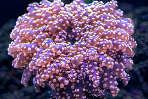 Rare Pink Frogspawn Coral Frag for Sale