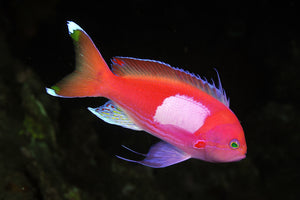 Pink Squareback Anthias Fish for Sale