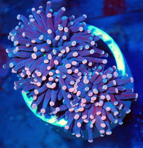 Pink Tip Torch Coral Frag for Sale