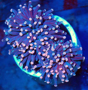 Joker Torch Coral - LPS Euphyllia Torch