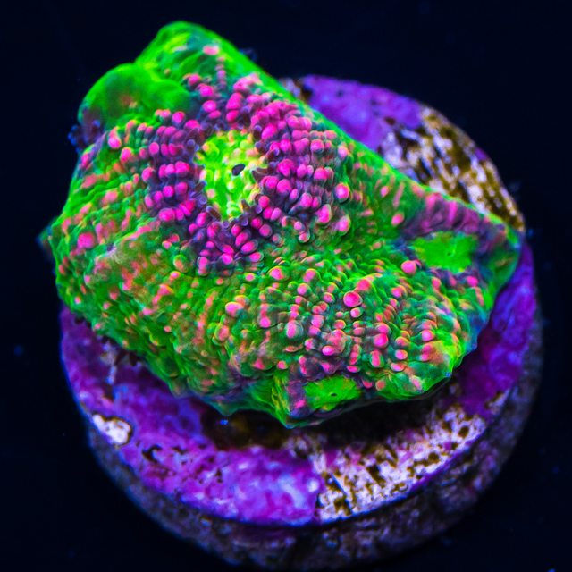Pink Watermelon Chalice Frag for Sale