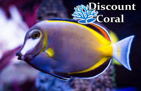 Powder Brown Tang