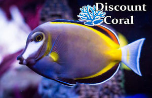 Powder Brown Tang