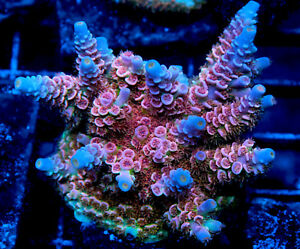 Pretty in Pink Acropora Coral Frag for Sale