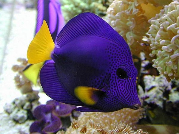 Yellowtail Purple Tang for Sale