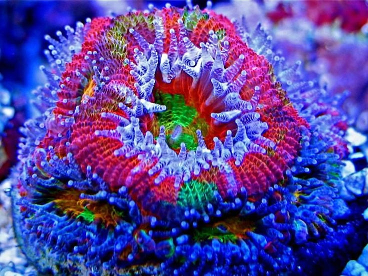 Rainbow Acan Lord Frag