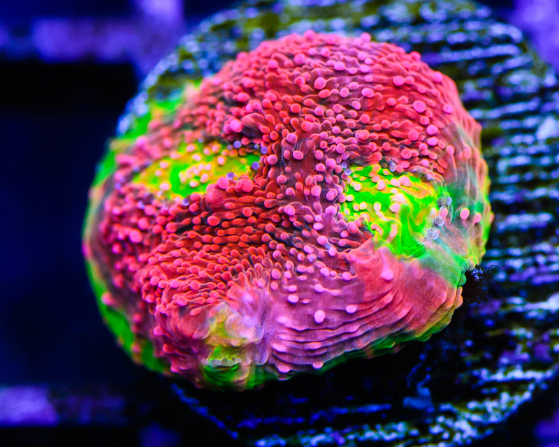 Rainbow Brite Chalice Frag for Sale