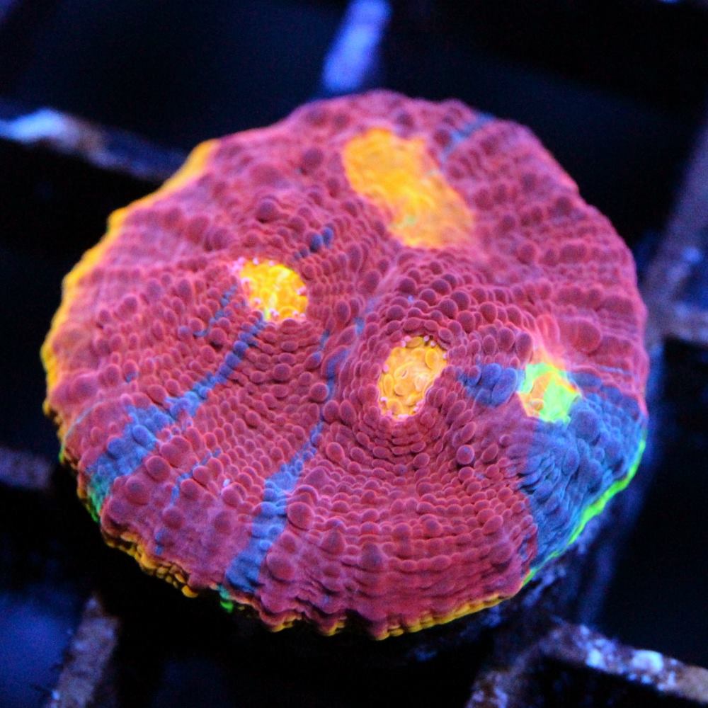 Rainbow Fuego Chalice Frag for Sale