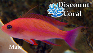 Randall's Anthias