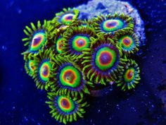 Rasta Zoa Coral Frags for Sale