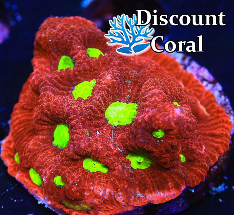 Red and Green War Coral
