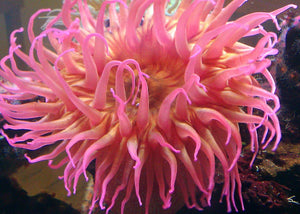 Rose Anemone for Sale