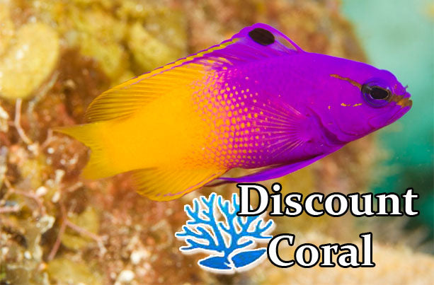Royal Gramma Basslet Fish