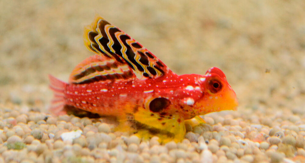 Red Dragonet Blenny