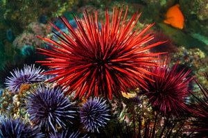 Purple Sea Urchins for Sale