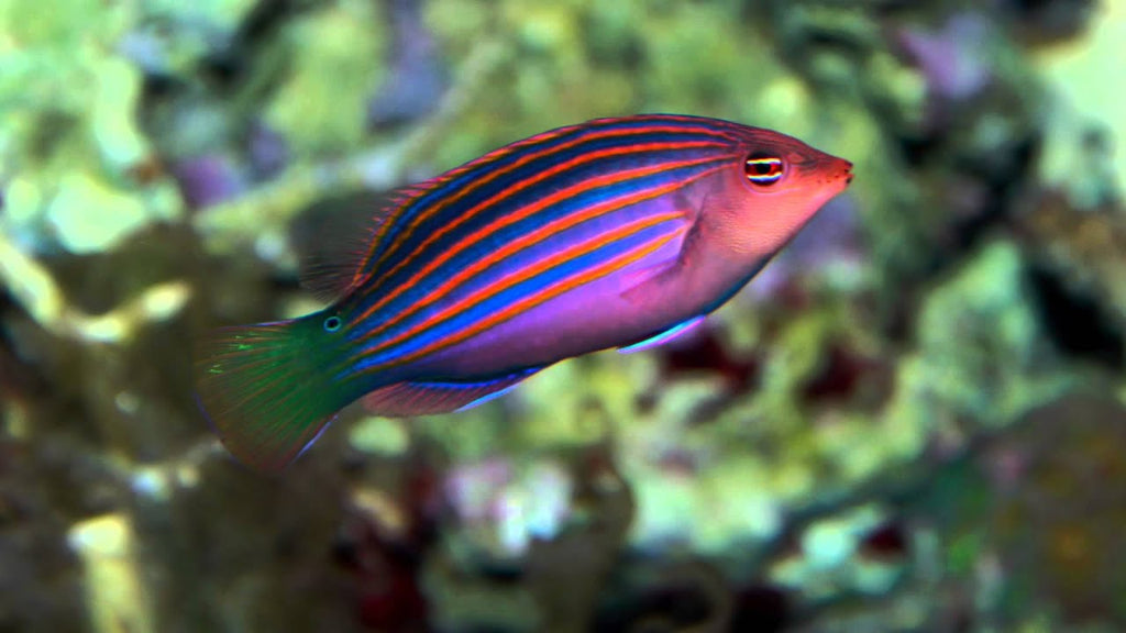 Six Line Wrasse for Sale
