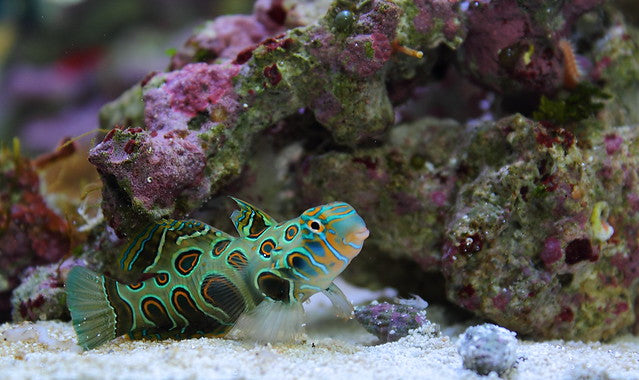 Spotted Mandarin Goby for Sale