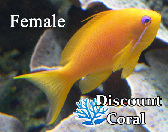 Square Yellow Anthias Female