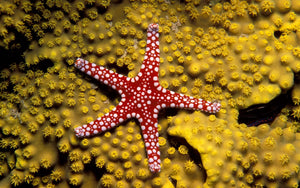 Red Nobbed Starfish for Sale