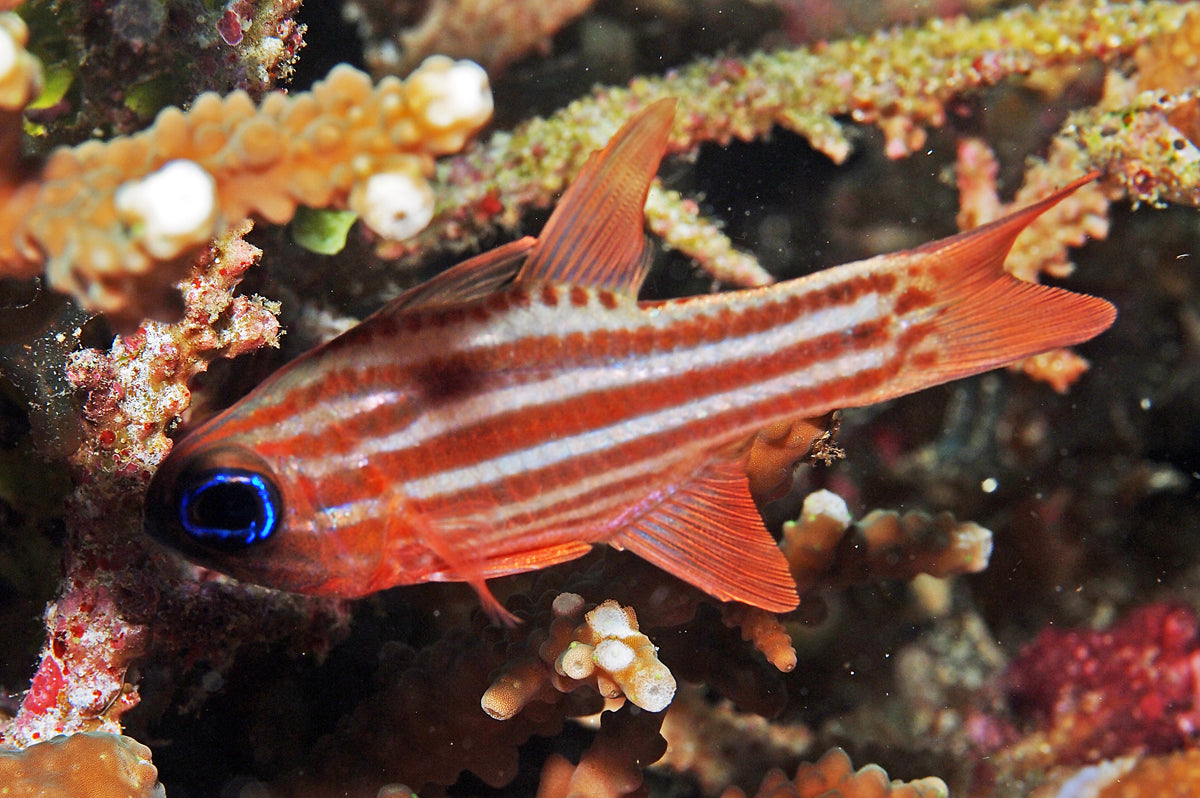 Striped Cardinal Fish for Sale
