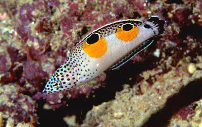 Twin Spot Wrasse Fish for Sale